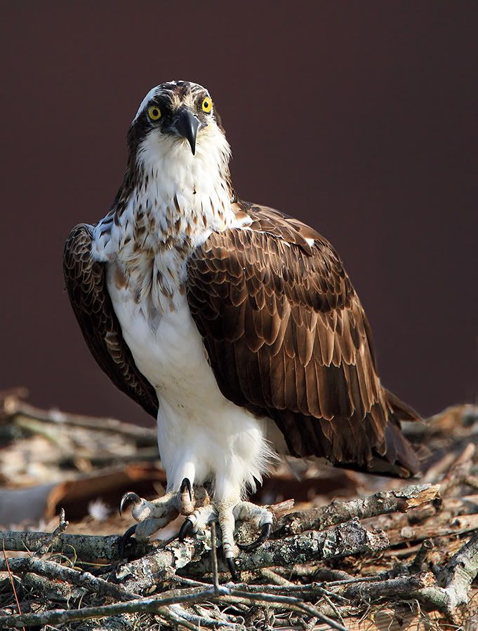 IMAGE: http://i150.photobucket.com/albums/s114/BlueDeuce1/Osprey-portrait.jpg