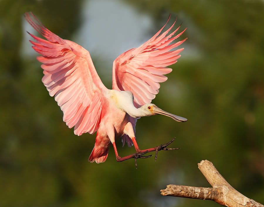 IMAGE: http://i150.photobucket.com/albums/s114/BlueDeuce1/Rosie-1.jpg