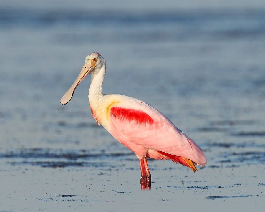 IMAGE: http://i150.photobucket.com/albums/s114/BlueDeuce1/Spoonie-1.jpg