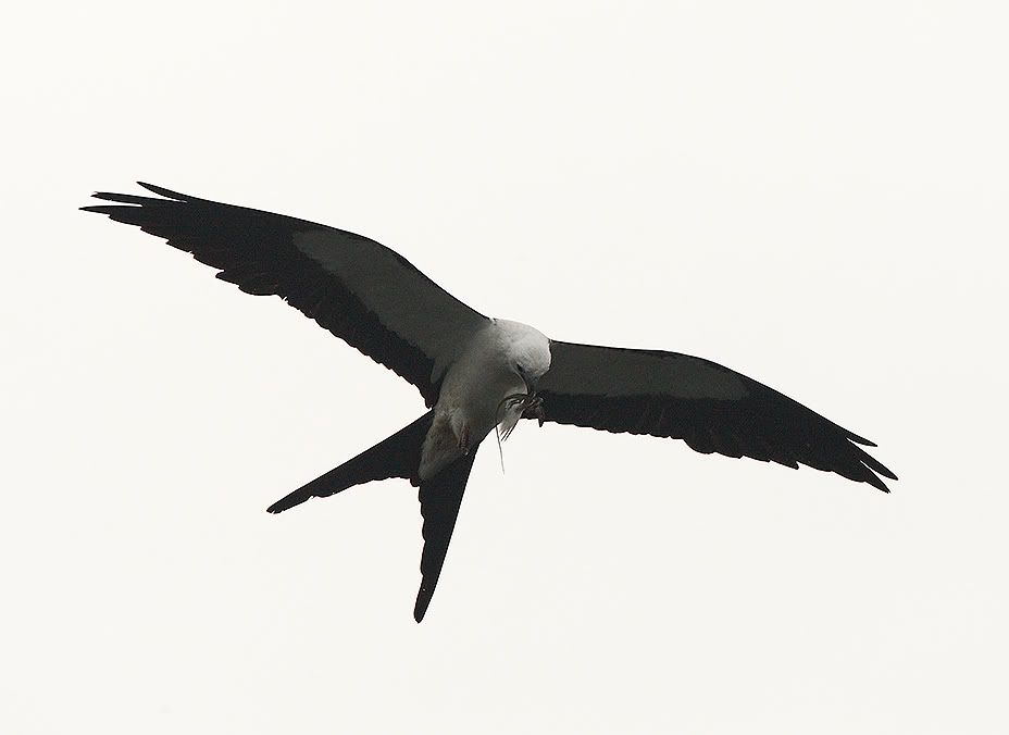 IMAGE: http://i150.photobucket.com/albums/s114/BlueDeuce1/Swallow-tail-with-lizard.jpg