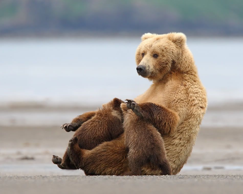 IMAGE: http://i150.photobucket.com/albums/s114/BlueDeuce1/_O9E1177_filtered.jpg