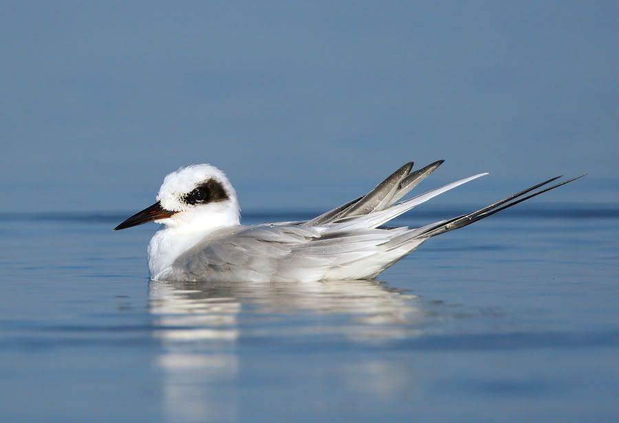 IMAGE: http://i150.photobucket.com/albums/s114/BlueDeuce1/_O9E2838-copy.jpg