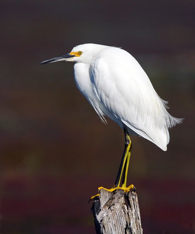 IMAGE: http://i150.photobucket.com/albums/s114/BlueDeuce1/_O9E4116.jpg