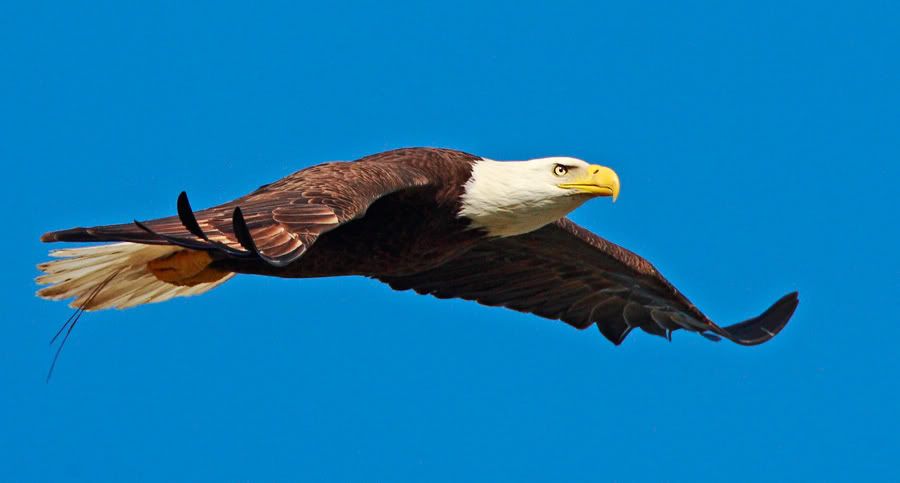 IMAGE: http://i150.photobucket.com/albums/s114/BlueDeuce1/_O9E6310-1.jpg