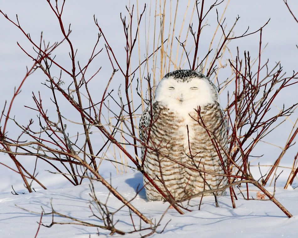 IMAGE: http://i150.photobucket.com/albums/s114/BlueDeuce1/_O9E9639.jpg