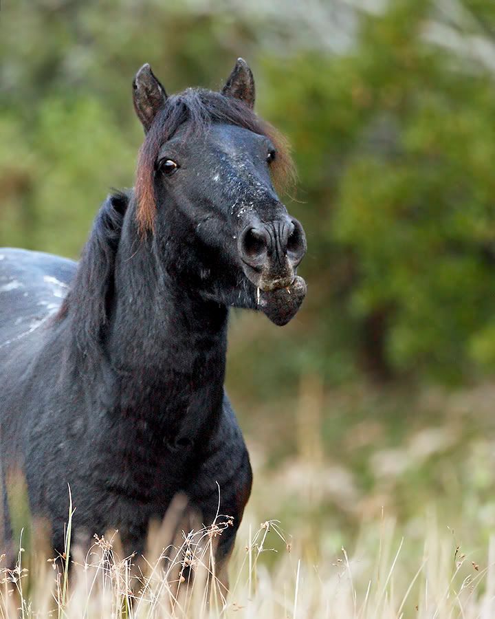 IMAGE: http://i150.photobucket.com/albums/s114/BlueDeuce1/chargingstallion_filtered.jpg