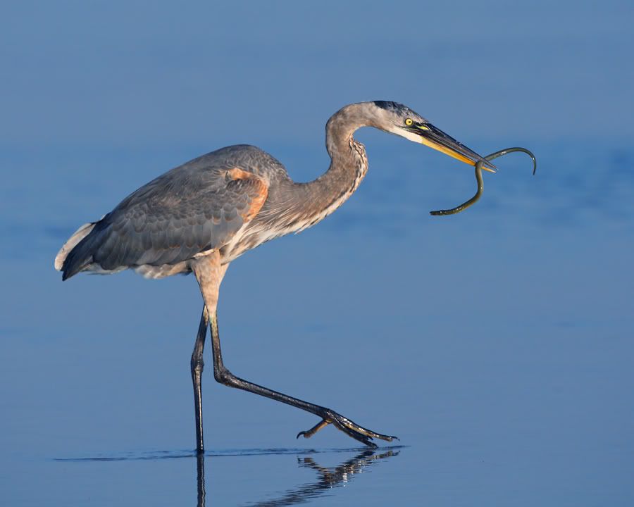 IMAGE: http://i150.photobucket.com/albums/s114/BlueDeuce1/eel-feast-bucket.jpg