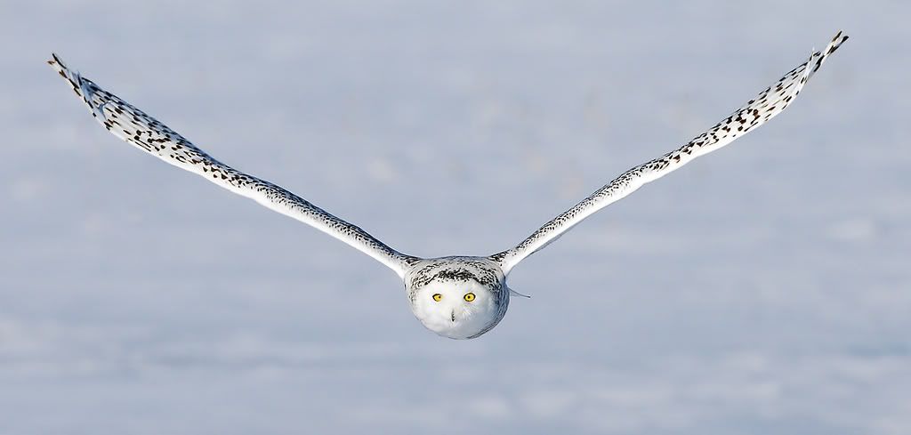 IMAGE: http://i150.photobucket.com/albums/s114/BlueDeuce1/flying-V.jpg