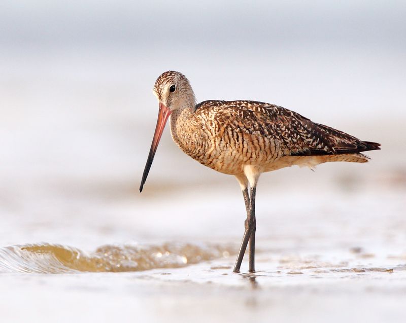 IMAGE: http://i150.photobucket.com/albums/s114/BlueDeuce1/godwit.jpg