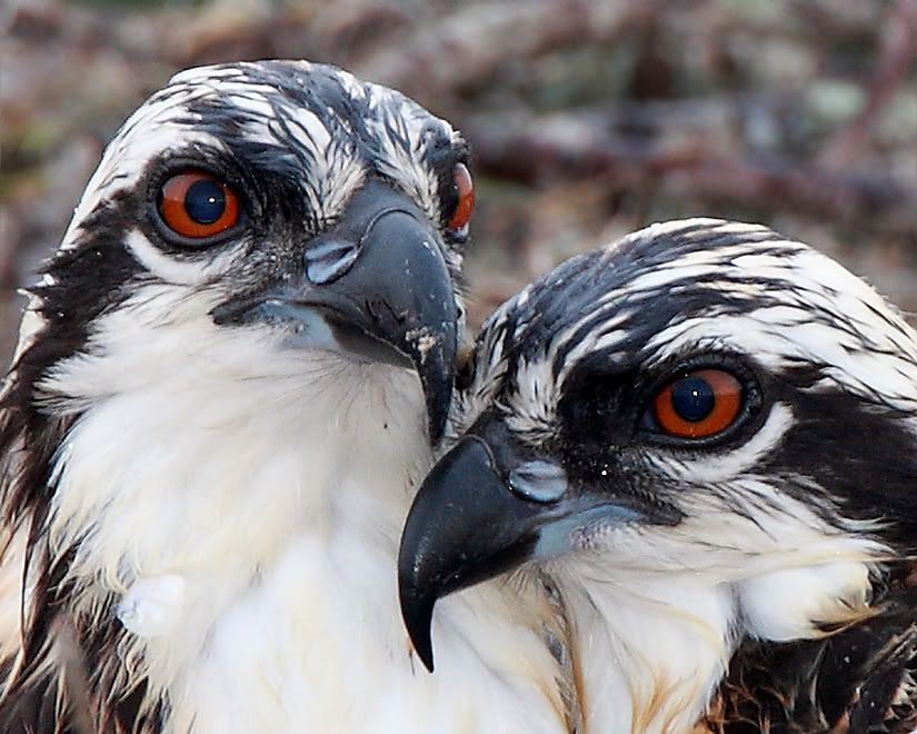 IMAGE: http://i150.photobucket.com/albums/s114/BlueDeuce1/hunkered-down.jpg