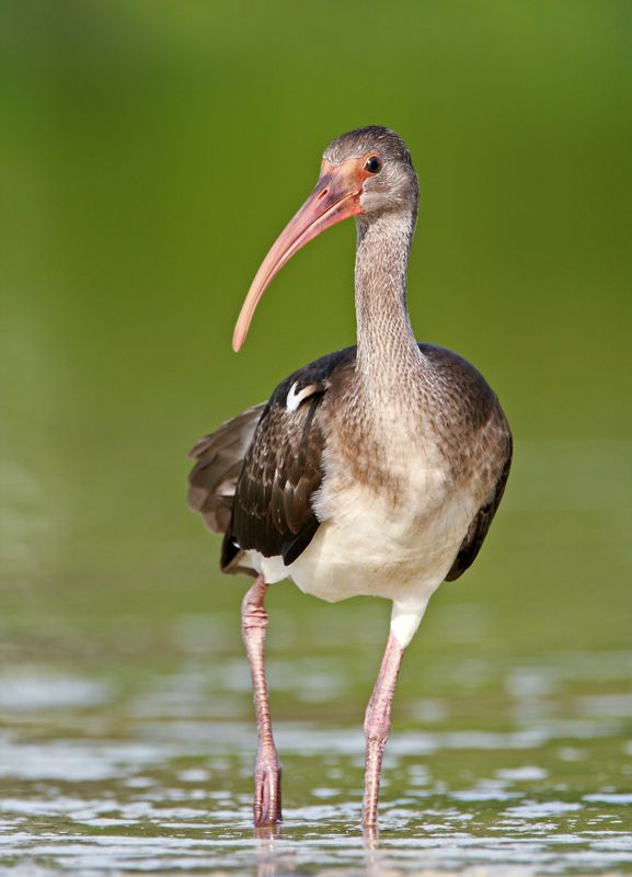 IMAGE: http://i150.photobucket.com/albums/s114/BlueDeuce1/juvi-ibis.jpg