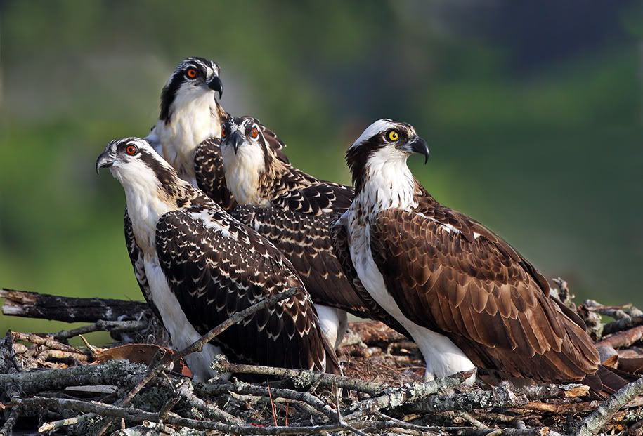 IMAGE: http://i150.photobucket.com/albums/s114/BlueDeuce1/no-father.jpg