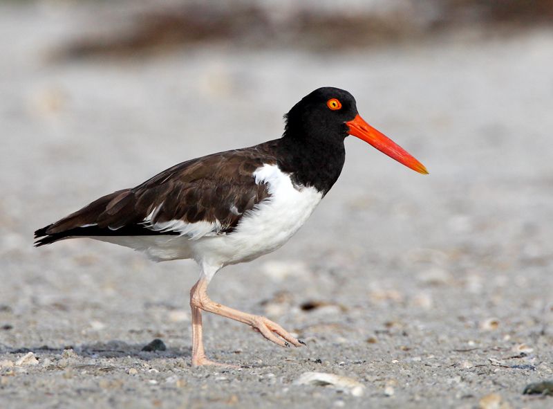 IMAGE: http://i150.photobucket.com/albums/s114/BlueDeuce1/oystercatcher1.jpg