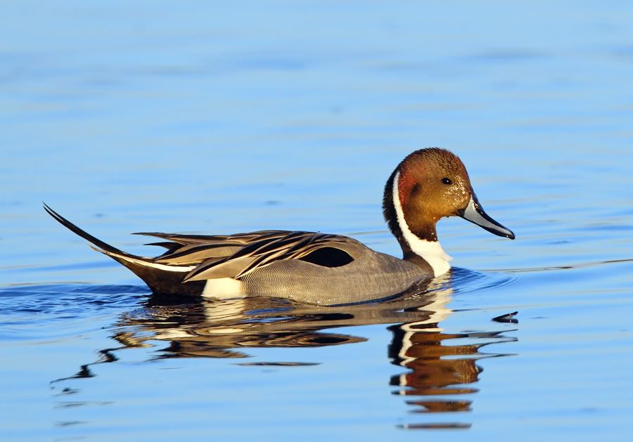 IMAGE: http://i150.photobucket.com/albums/s114/BlueDeuce1/pintail.jpg