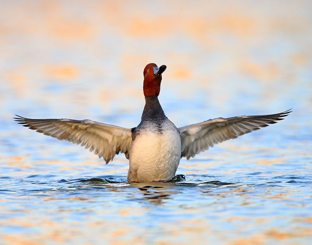 IMAGE: http://i150.photobucket.com/albums/s114/BlueDeuce1/redheadwingspan_zpsc0a1bde1.jpg