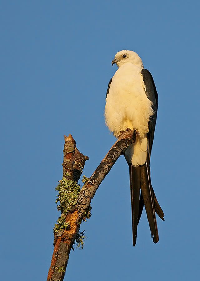 IMAGE: http://i150.photobucket.com/albums/s114/BlueDeuce1/snowy-contrast.jpg