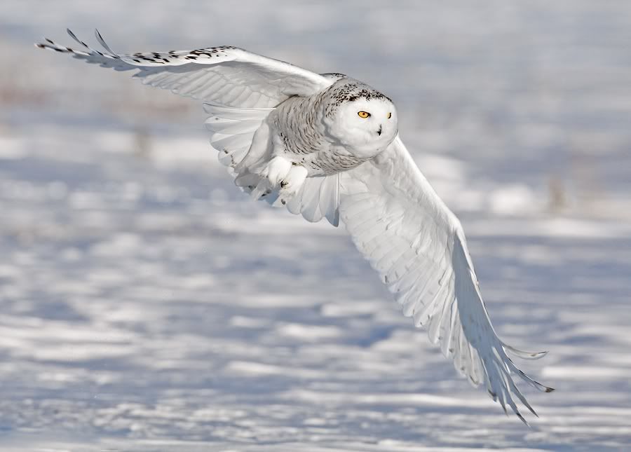 IMAGE: http://i150.photobucket.com/albums/s114/BlueDeuce1/snowy-diagonal.jpg