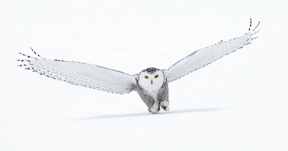 IMAGE: http://i150.photobucket.com/albums/s114/BlueDeuce1/snowywithshadow.jpg