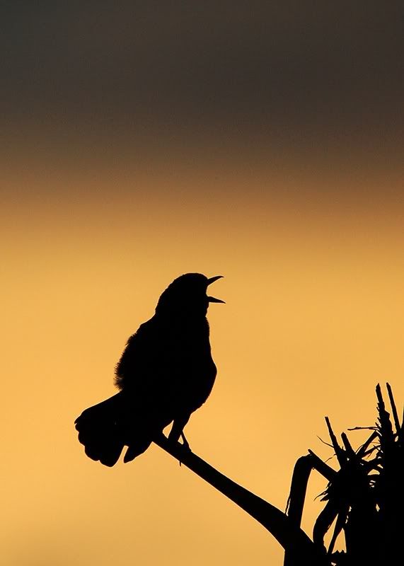 IMAGE: http://i150.photobucket.com/albums/s114/BlueDeuce1/wakingup.jpg