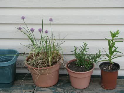chives, rosemary, lily