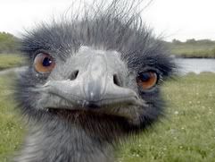 Emu-1.jpg