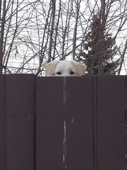 dog-behind-fence-00.jpg