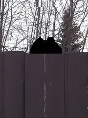 dog-behind-fence-00A.jpg