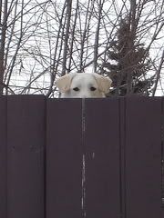 dog-behind-fence.jpg