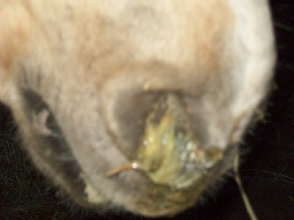horse snotty nose