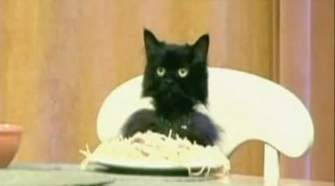 spaghetti_cat.jpg