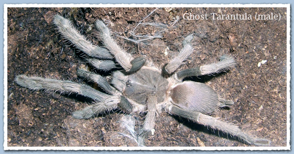 Ghost Tarantula