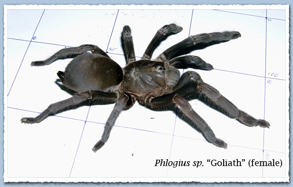Phlogius sp. Goliath