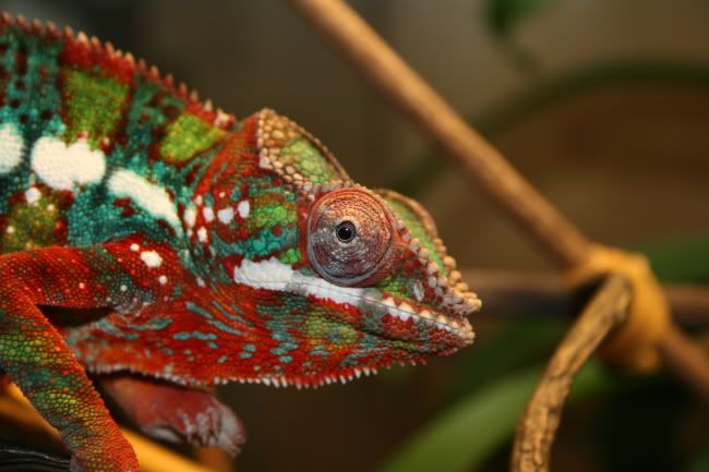 Chameleon | UK Aquatic Plant Society