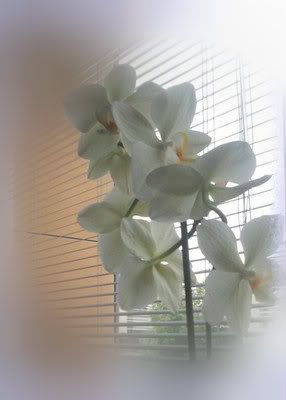 OrquideadaEsperana