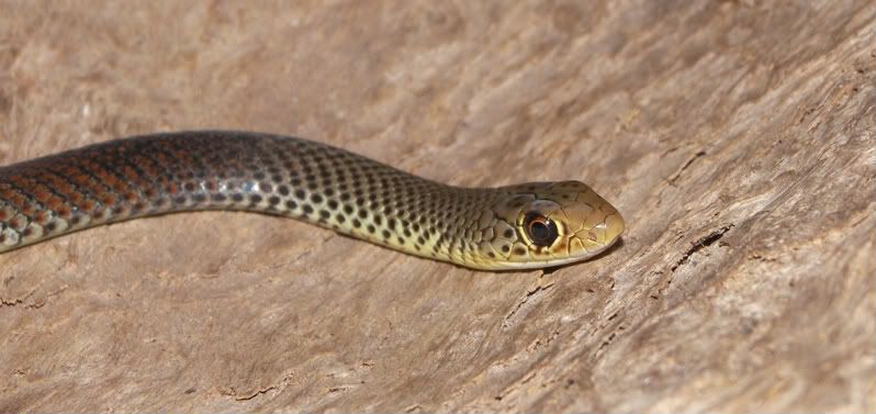 Snake Identification Nsw