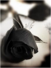 [Image: Black_Rose.jpg]