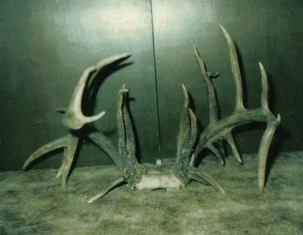 DEER-87.jpg