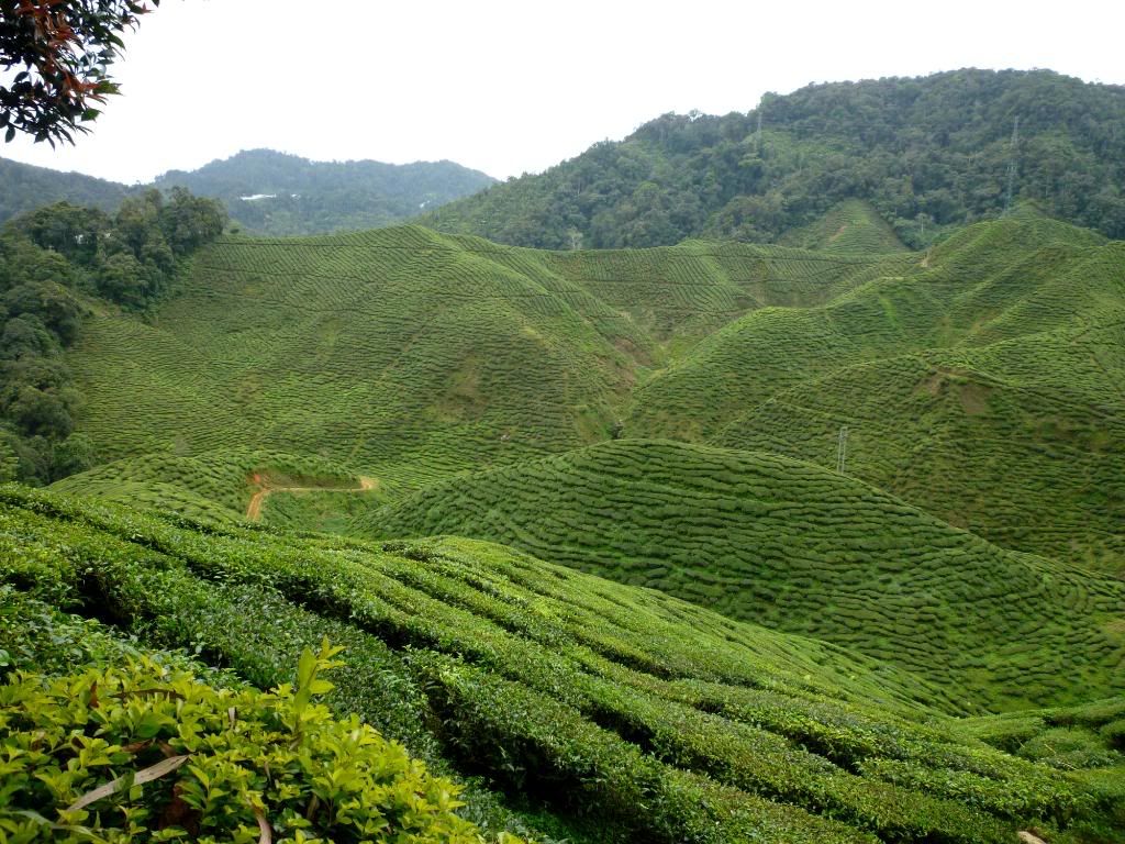 P1010306.jpg Cameron Highlands Dec 2009 picture by smileaqua90