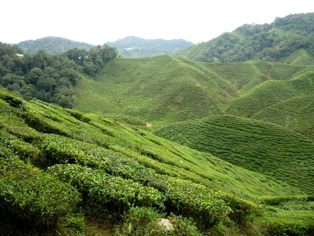 P1010314.jpg Cameron Highlands Dec 2009 picture by smileaqua90