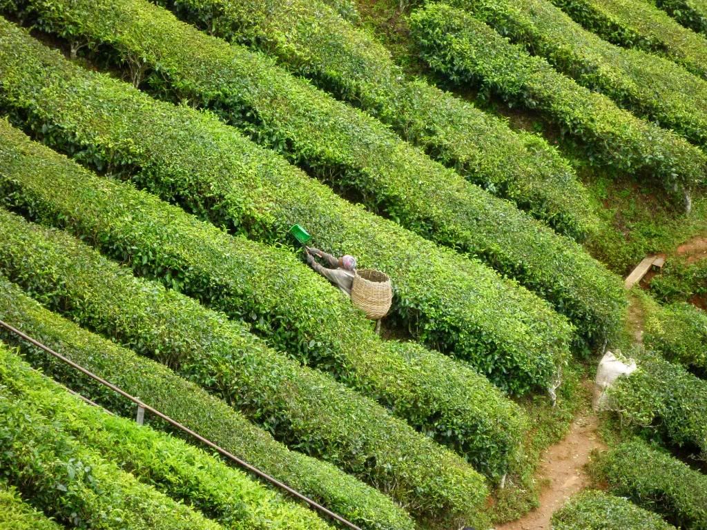 P1010328.jpg Cameron Highlands Dec 2009 picture by smileaqua90