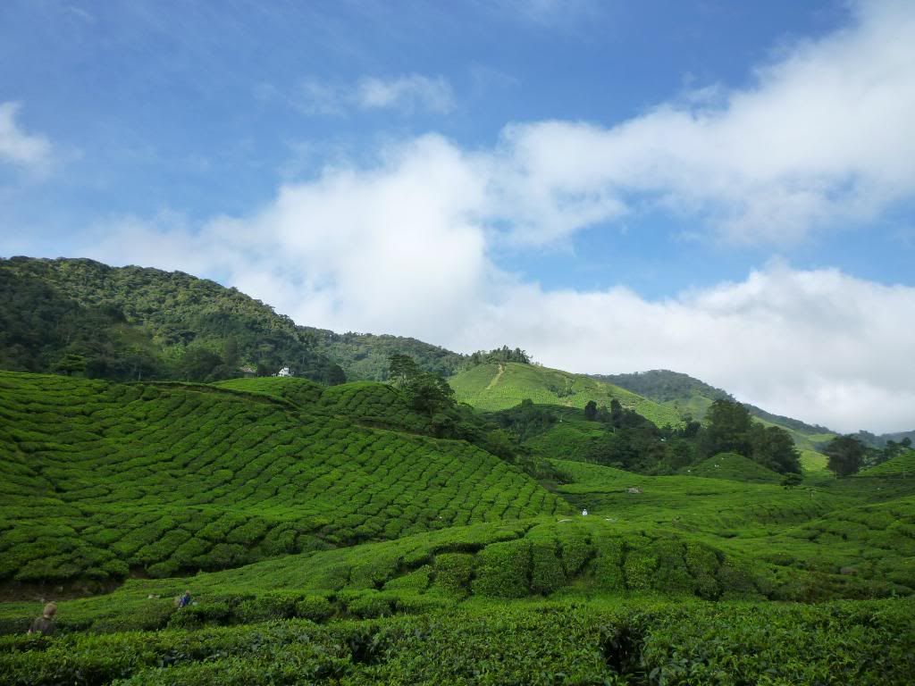 P1010419.jpg Cameron Highlands Dec 2009 picture by smileaqua90