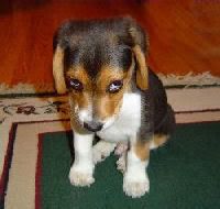 sad puppy Pictures, Images and Photos