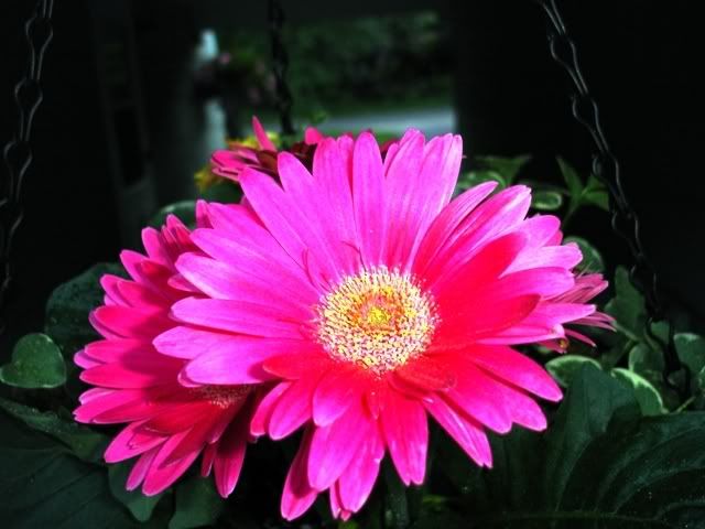 Dalias