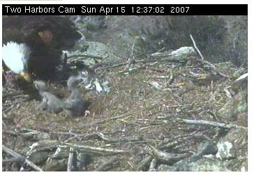 Two Harbors eaglets