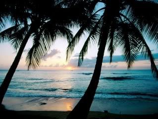 Palm Tree Sunset