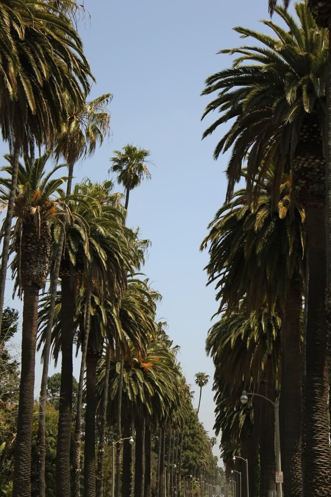 Palm Lined Streets