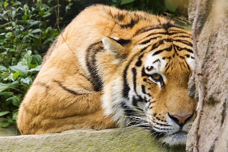 IMAGE: http://i150.photobucket.com/albums/s90/kumas_photo_album/tiger01.jpg