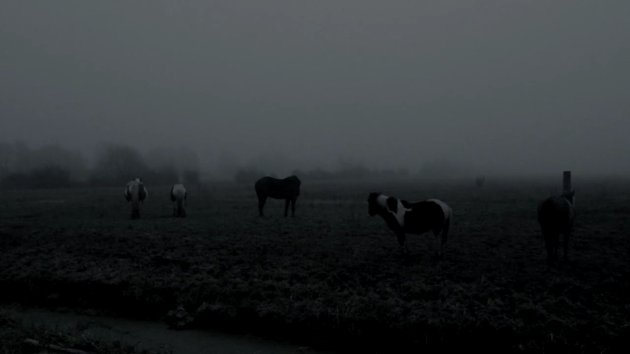 The Ethereal Melancholy of Seeing Horses in the Cold photo 382a6f81-f676-41b0-ab0a-f9567e2d11d7_zpssfwbgnhr.png