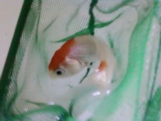 fatty