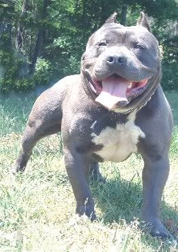 Staffies Southern Sultan